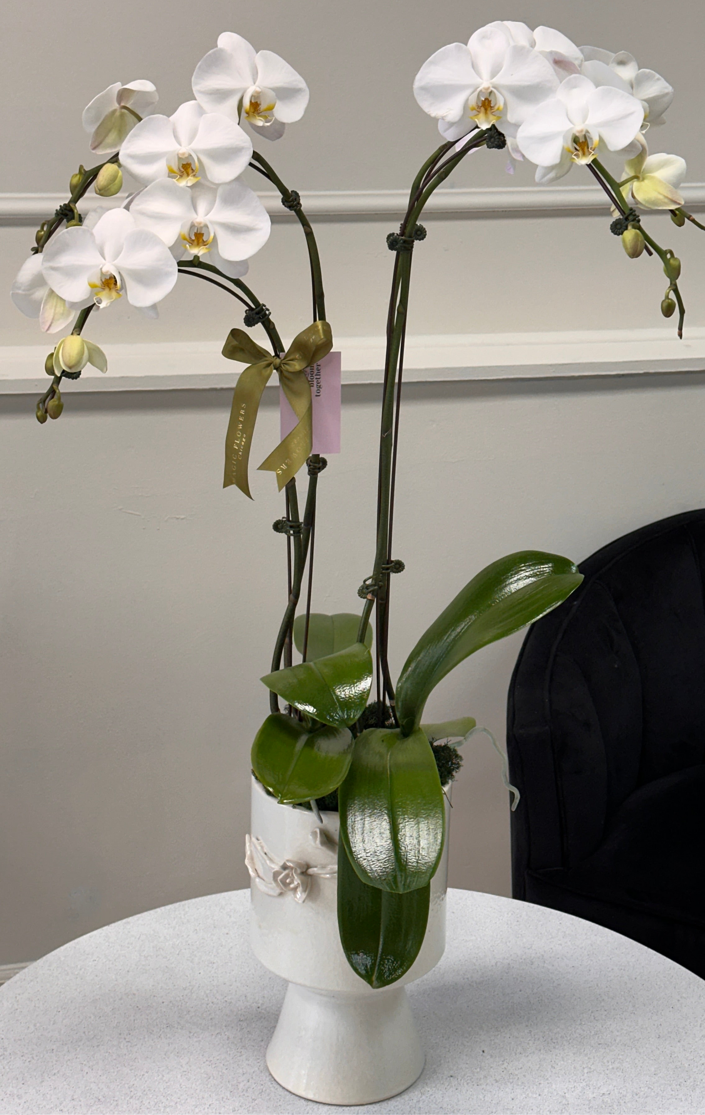 Orchid in a pot