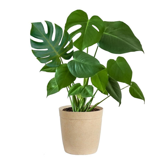 Plant Monstera  30''