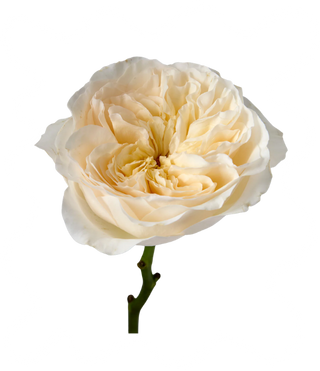 Fresh floral arrangement by Magic Flowers Chicago