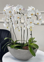 Load image into Gallery viewer, Orchid in a pot - Deluxe