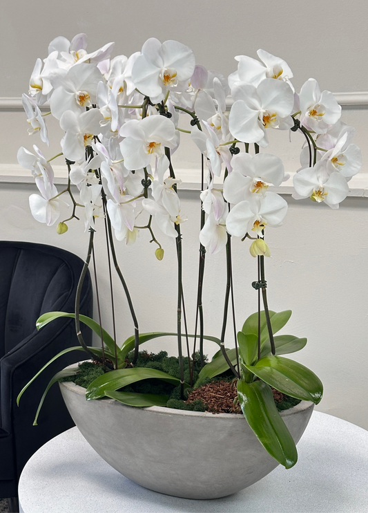 Orchid in a pot - Deluxe