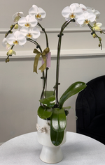 Load image into Gallery viewer, Orchid in a pot