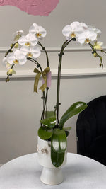 Load image into Gallery viewer, Orchid in a pot