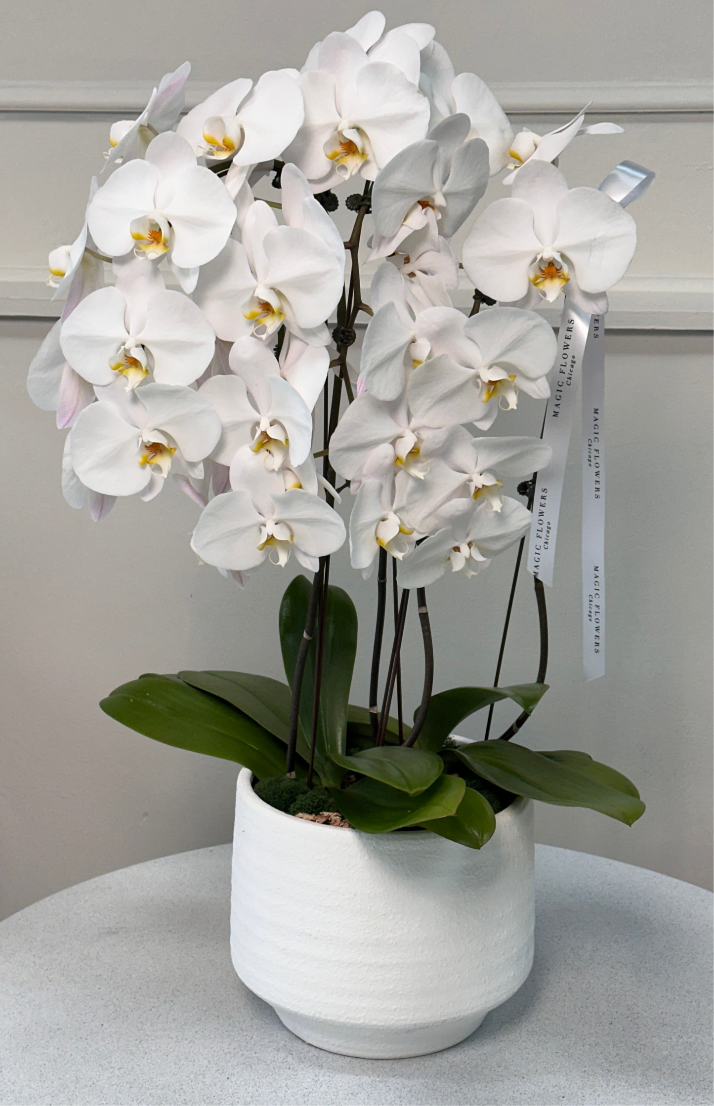 Orchid in a pot - Premium