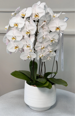 Load image into Gallery viewer, Orchid in a pot - Premium