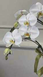 Load and play video in Gallery viewer, Orchid in a pot