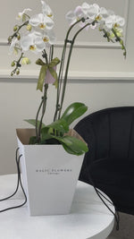 Load and play video in Gallery viewer, Orchid in a pot