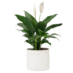 Plant Peace Lilie 30"