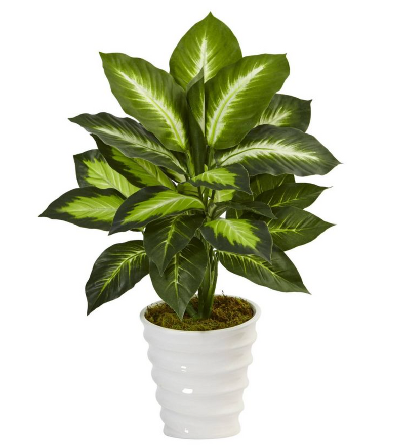 Dieffenbachia Plant 30''